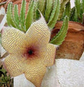 Rooted Starfish Cactus (Stapelia): Uniquely Exotic and Ready to Thrive!
