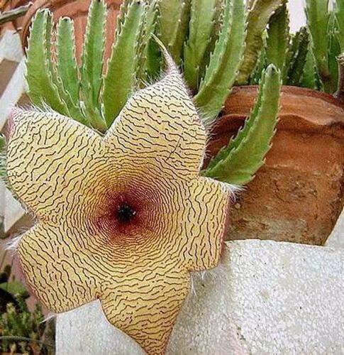Rooted Starfish Cactus (Stapelia): Uniquely Exotic and Ready to Thrive!