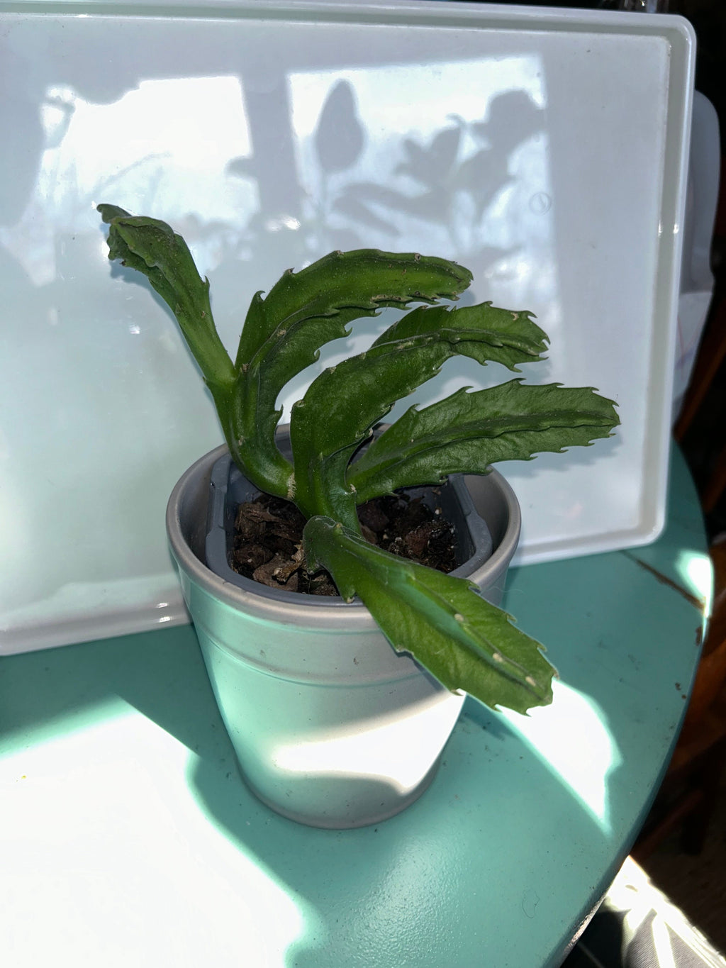 Rooted Starfish Cactus (Stapelia): Uniquely Exotic and Ready to Thrive!