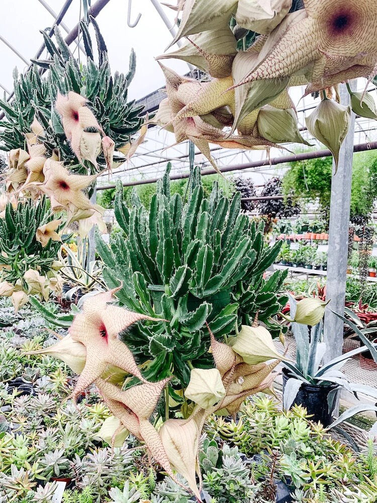 Rooted Starfish Cactus (Stapelia): Uniquely Exotic and Ready to Thrive!