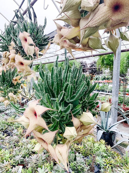 Rooted Starfish Cactus (Stapelia): Uniquely Exotic and Ready to Thrive!
