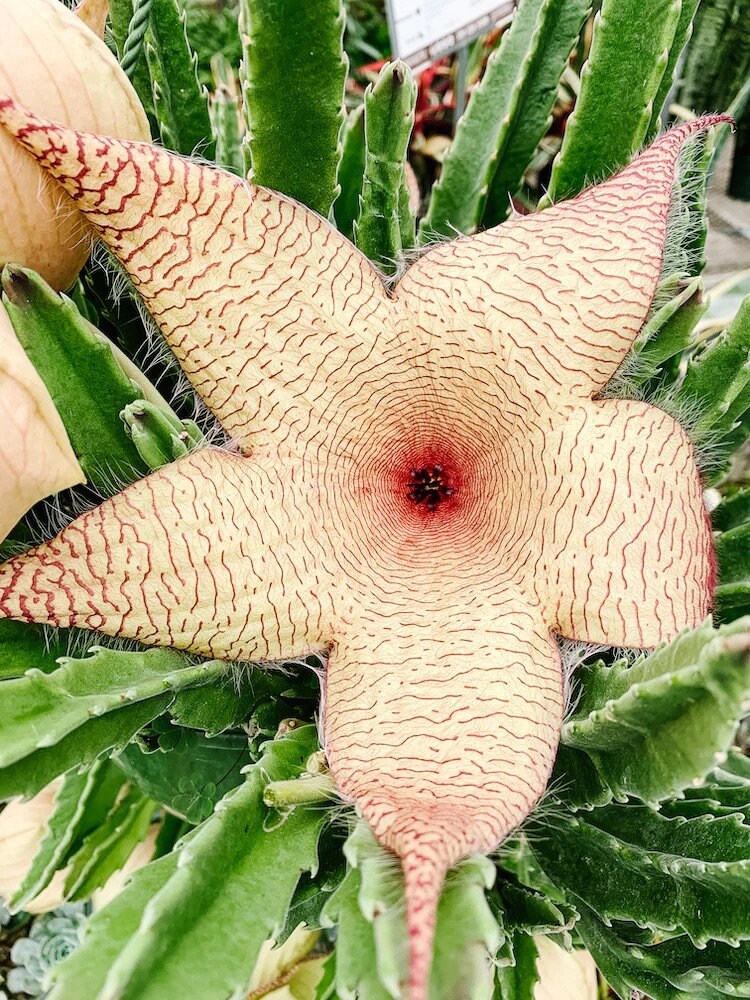 Rooted Starfish Cactus (Stapelia): Uniquely Exotic and Ready to Thrive!