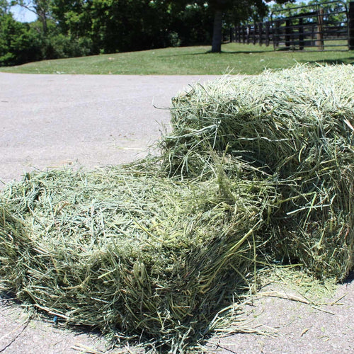 5lbs Premium Fresh Hay for Rabbits, Guinea Pigs & Small Pets | Orchard, Alfalfa, Timothy/Alfalfa Mix Options