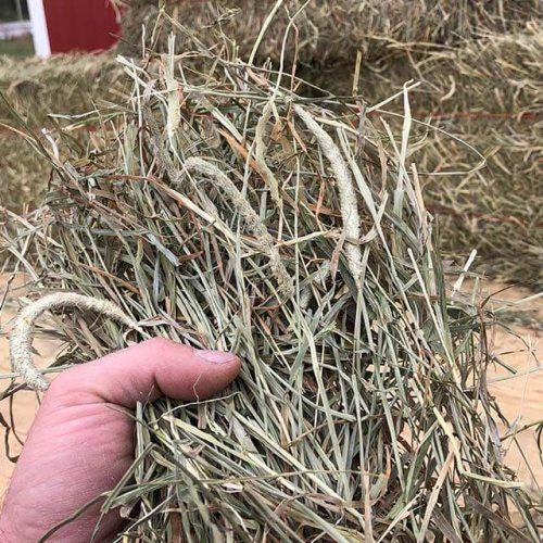 5lbs Premium Fresh Hay for Rabbits, Guinea Pigs & Small Pets | Orchard, Alfalfa, Timothy/Alfalfa Mix Options